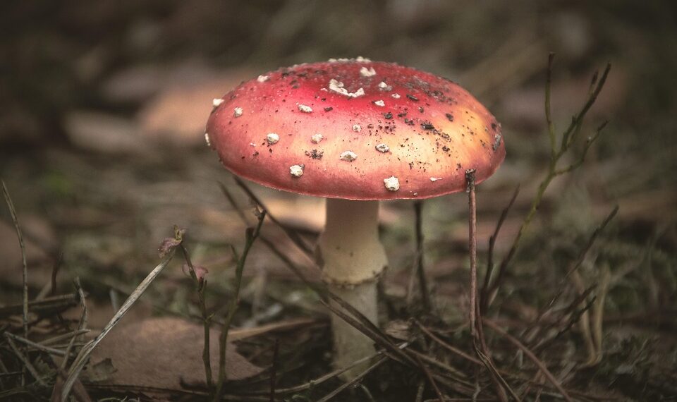 ai generated 8371163 960 720.jpg