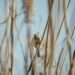 bird 7870527 960 720.jpg