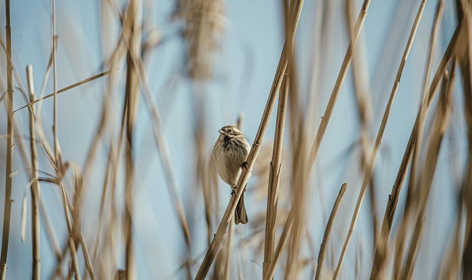 bird 7870527 960 720.jpg
