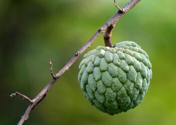 fruit 6863139 960 720.jpg