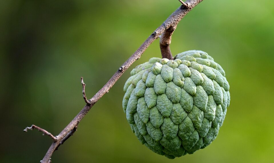 fruit 6863139 960 720.jpg