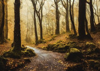 path 7611671 960 720.jpg