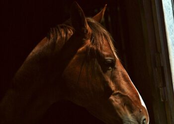 OxyLED Motion Sensor Battery-Operated LED Lights