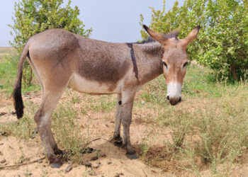 Chinese Traders Seek Donkeys: A Must-Have Asset Surpassing Cattle and Horses