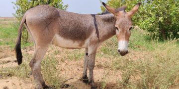 Chinese Traders Seek Donkeys: A Must-Have Asset Surpassing Cattle and Horses