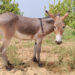 Chinese Traders Seek Donkeys: A Must-Have Asset Surpassing Cattle and Horses