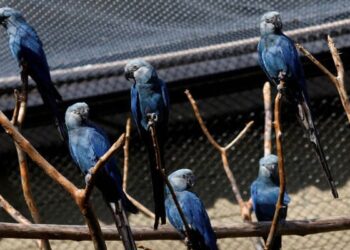 Feathers Fly as Ambani Zoo Sparks Rare Parrot Dispute