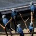 Feathers Fly as Ambani Zoo Sparks Rare Parrot Dispute