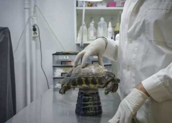 Greek Wildlife in Peril Due to Climate Change