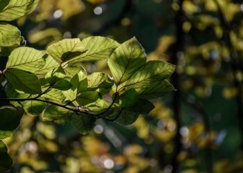 How To Improve Your TV Picture Quality For Free: 6 Effective Ways