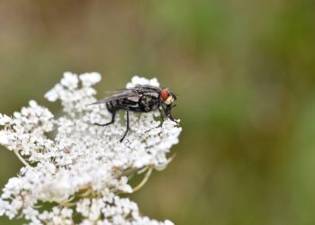 How To Watch the iPhone 17 Launch at Apple’s ‘Awe Dropping’ Event