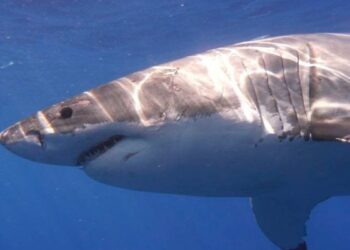 Huge shark attacks man near Sydney beach