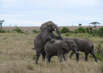 ai generated 9732622 960 720.jpg