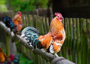 ai generated 9732653 960 720.jpg