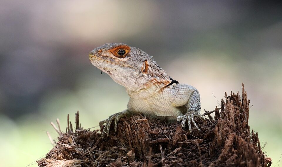 amphibian 7871783 960 720.jpg