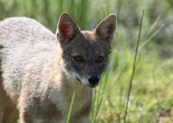 animal 7870531 960 720.jpg