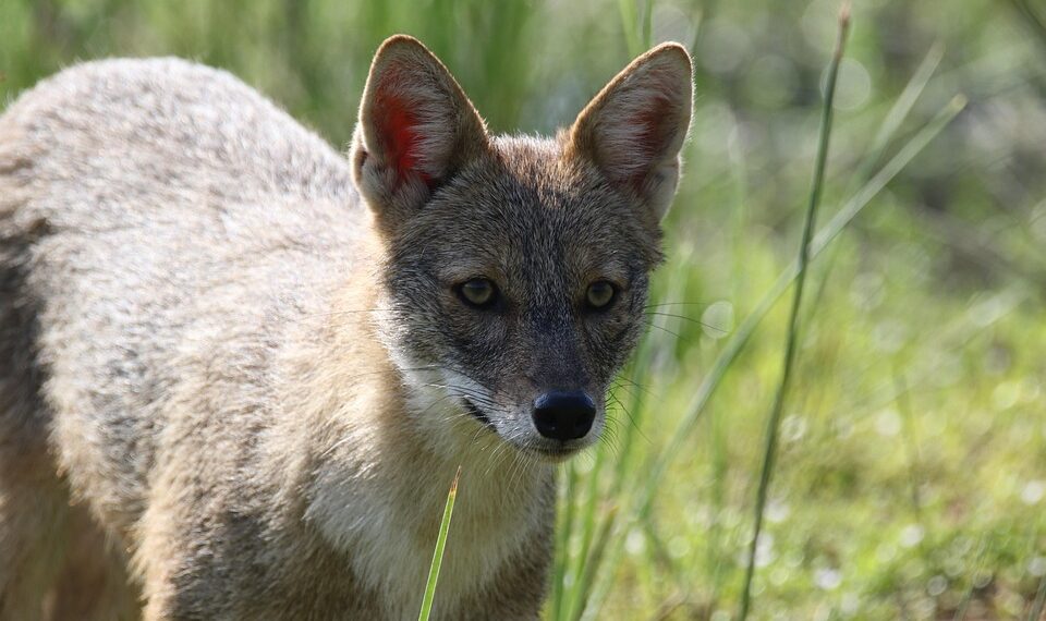 animal 7870531 960 720.jpg