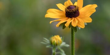 black eyed susan 9780439 960 720.jpg