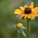 black eyed susan 9780439 960 720.jpg