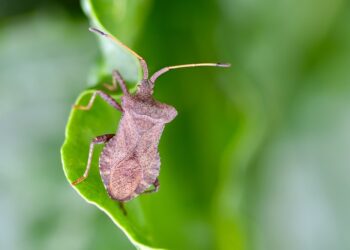 bug 9768492 960 720.jpg