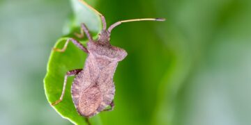 bug 9768492 960 720.jpg