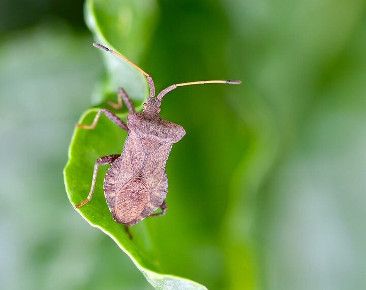 bug 9768492 960 720.jpg