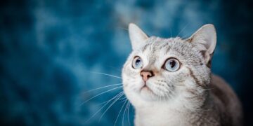 Countries With the Largest Christian Populations   

1.  U.S:  219M  
2.  Brazil