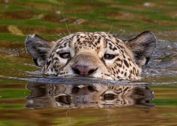 leopard 8304435 960 720.jpg