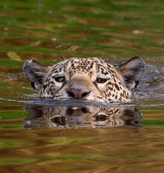 leopard 8304435 960 720.jpg