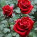 red roses 7673537 960 720.jpg