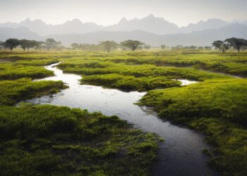 trees 7459769 960 720.jpg