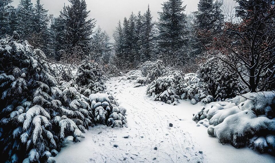 trees 7611644 960 720.jpg