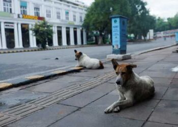 Foreign coaches attacked by stray dogs at India Para Athletics event