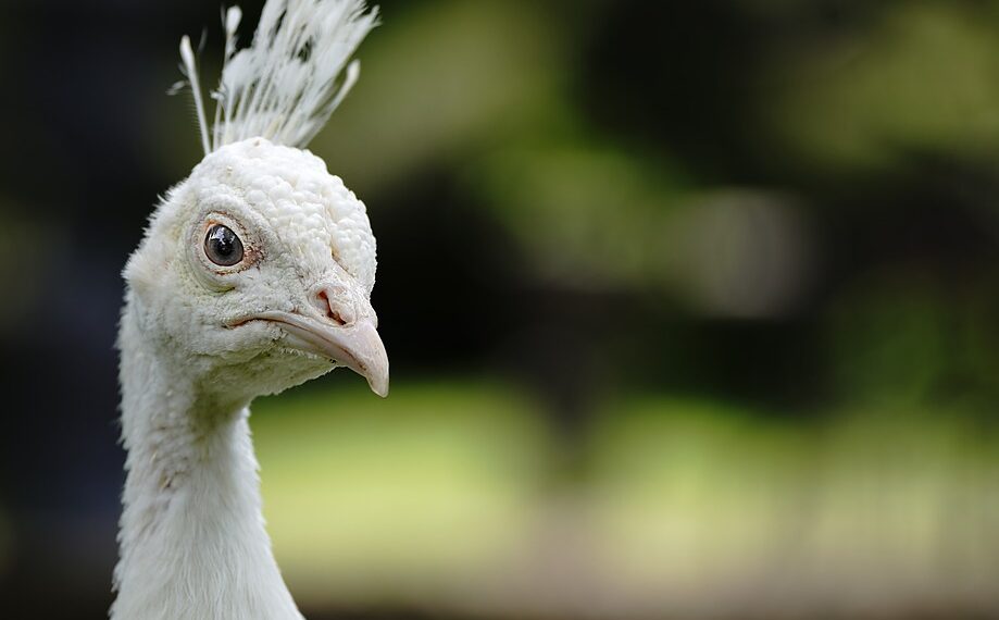 How To Reverse Image Search on Android and iOS Using Google or ChatGPT