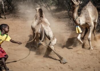 Kenya Turns to Camels as Drought Bites Cattle Farming