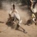 Kenya Turns to Camels as Drought Bites Cattle Farming