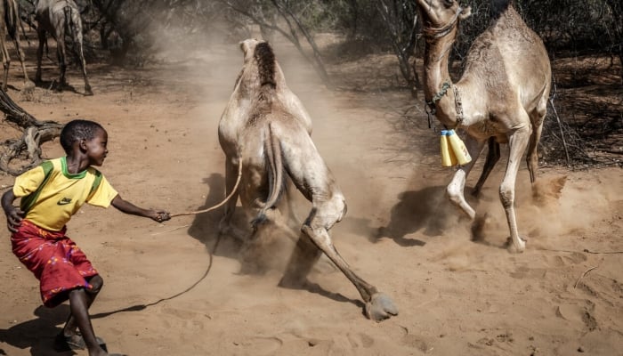 Kenya Turns to Camels as Drought Bites Cattle Farming