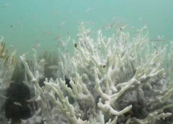 Scientists warn climate tipping points crossed before COP30