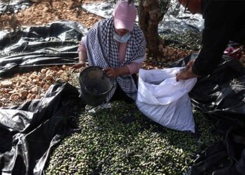 Settler Violence Disrupts West Bank Olive Picking Season