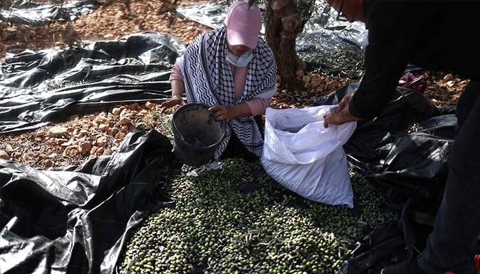 Settler Violence Disrupts West Bank Olive Picking Season