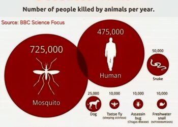 The World’s Deadliest Animals