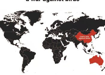 Countries That Lost a War Against Birds  

 Sparrow Campaign (1958) – China kill