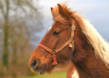 ai generated 8594564 960 720.jpg