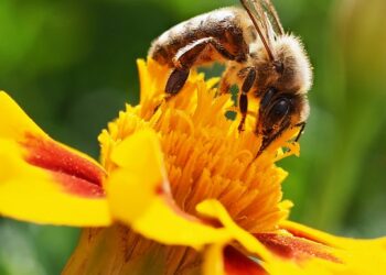 bee 9768823 960 720.jpg