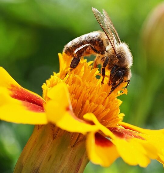 bee 9768823 960 720.jpg