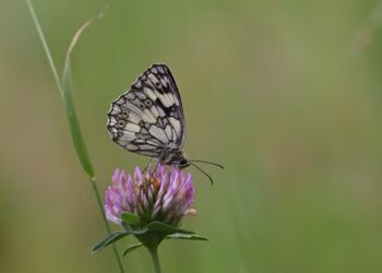 butterfly 9760670 960 720.jpg