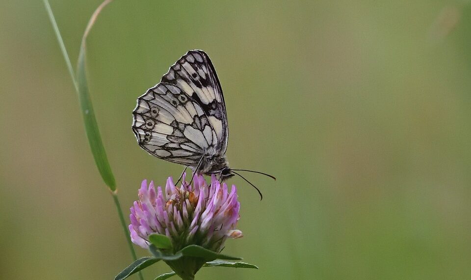 butterfly 9760670 960 720.jpg