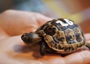 cub 3988468 960 720.jpg