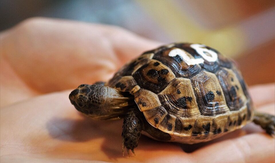 cub 3988468 960 720.jpg