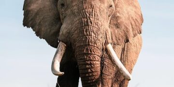 elephant 9772462 960 720.jpg